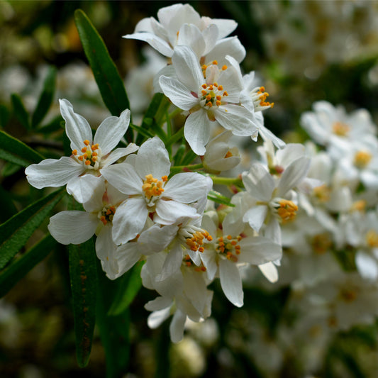 Choisya x dewitteana  'Aztec Pearl' 9cm / 2L