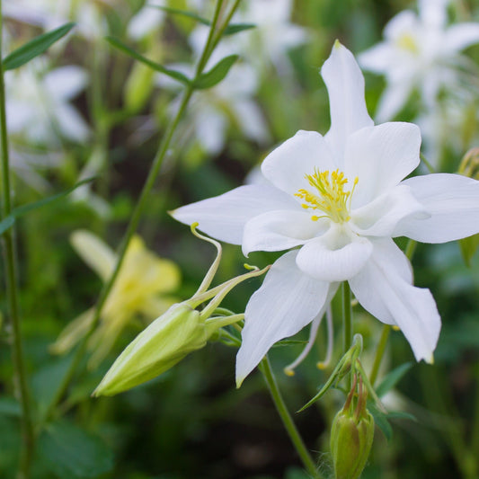 Aquilegia 'Spring Magic White' 9cm