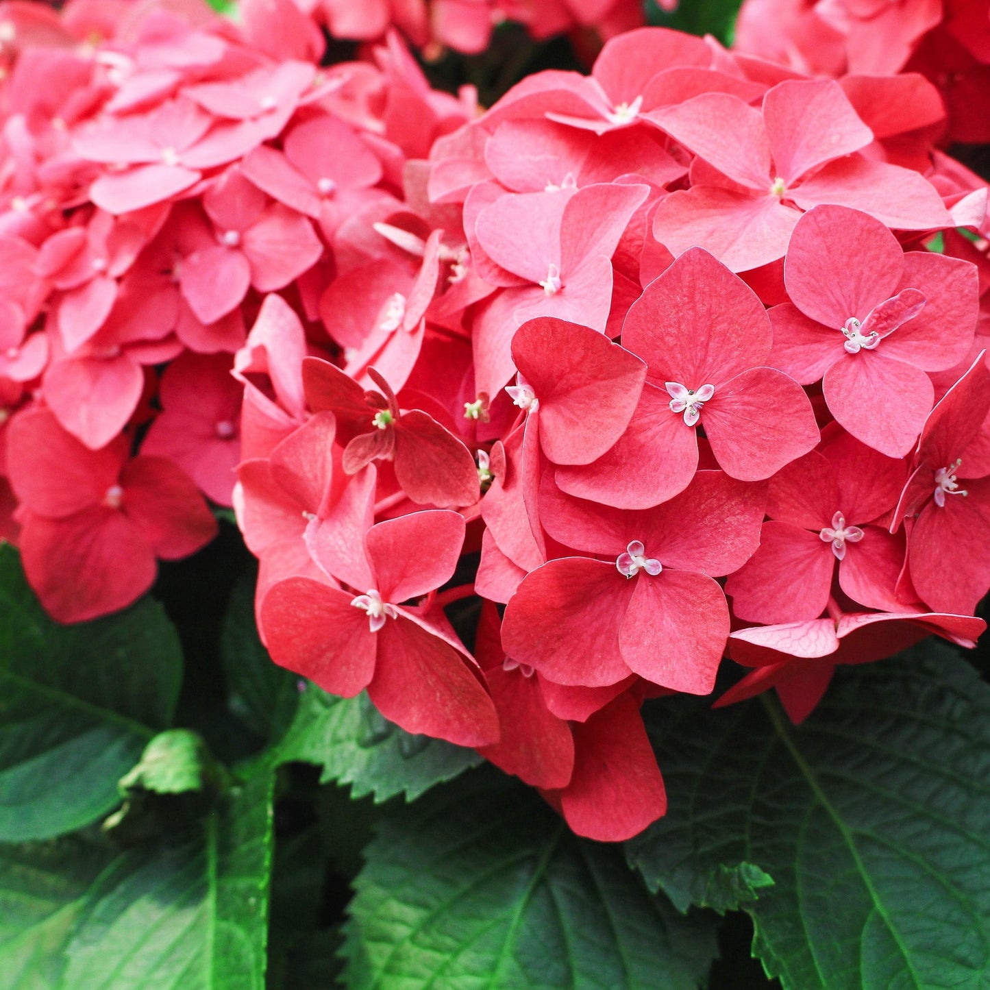 Hydrangea macrophylla  'Red Ball' ( 4 Sizes available)