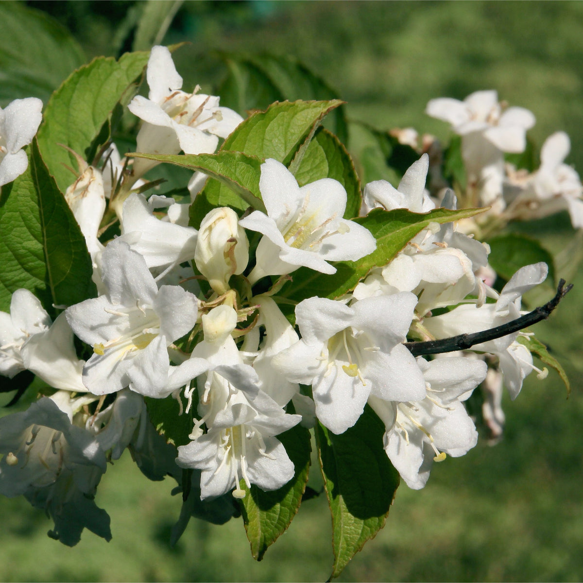 Weigela 'Bristol Snowflake' 1L / 2L