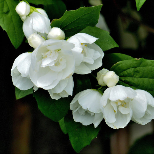 Philadelphus 'Snowbelle' 9cm / 1L / 2L /5L
