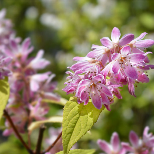Deutzia x hybrid 'Strawberry Fields' 3L