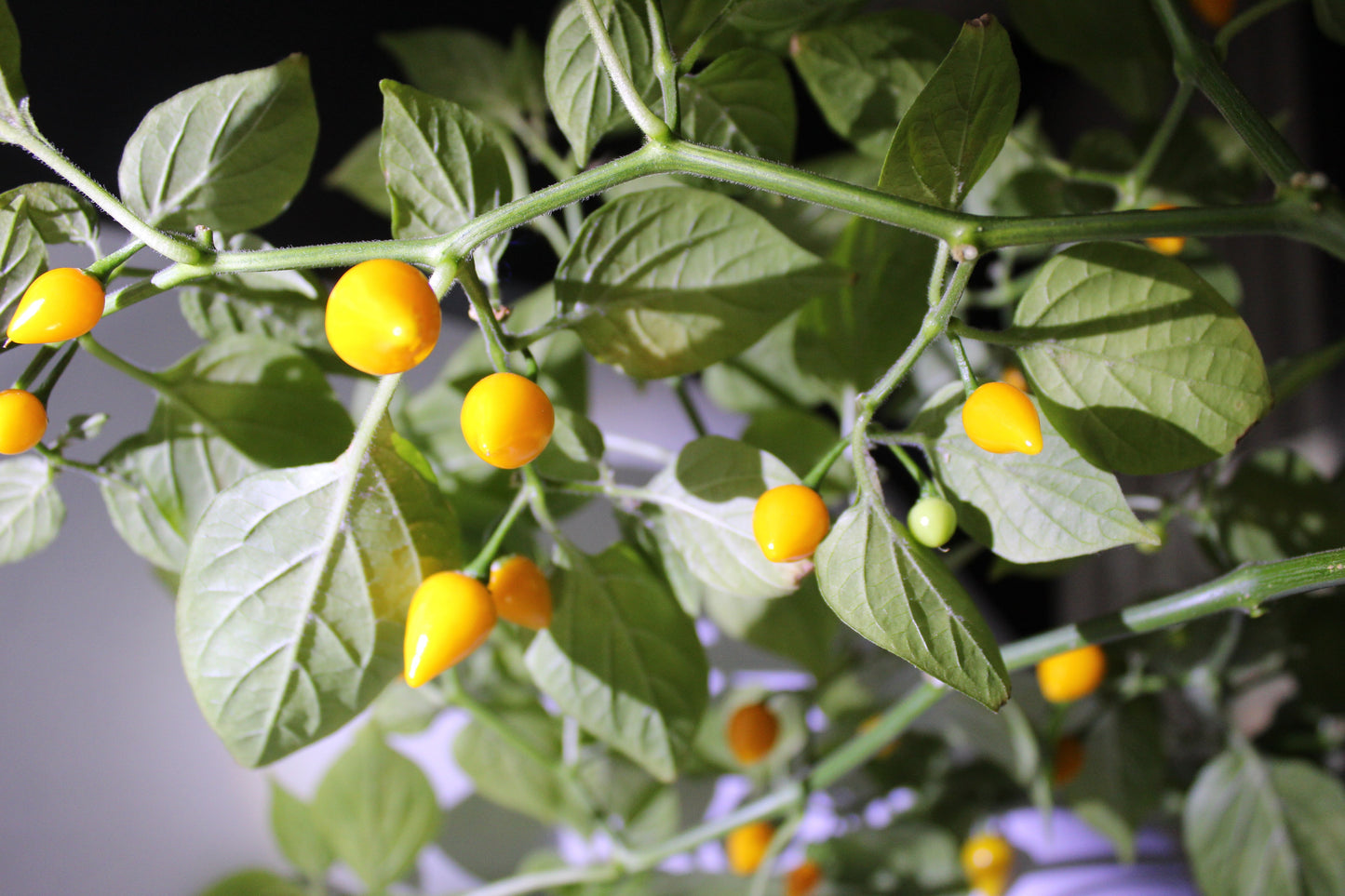 Biquinho Yellow Chilli
