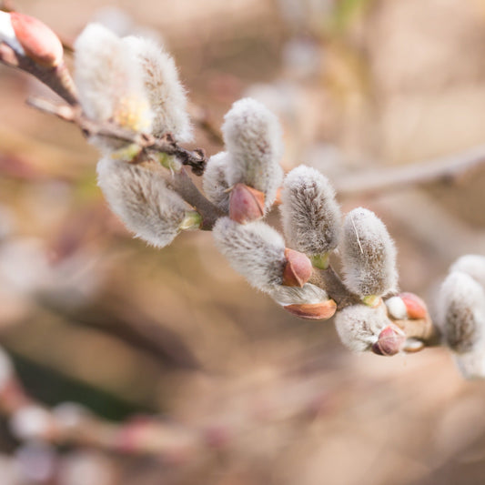 Salix 'Kilmarnock' Weeping Willow Standard