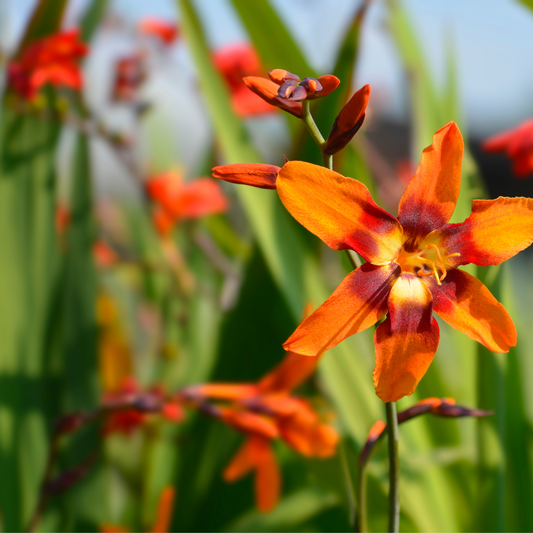 Crocosmia x crocosmiiflora 'Emily Mckenzie' 9cm/2L