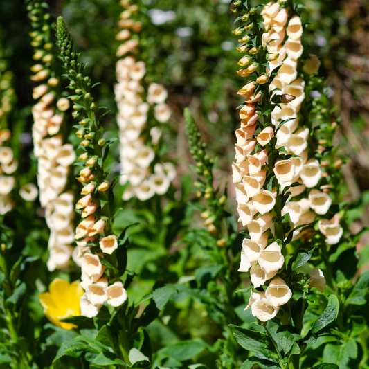 Digitalis purpurea 'Dalmatian Peach' (Foxglove) 9cm/3L