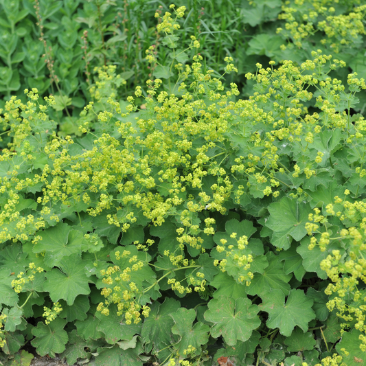 Alchemilla mollis 9cm