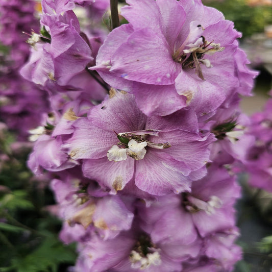 Delphinium Excalibur 'Lilac Rose/White Bee' 9cm/1.5L