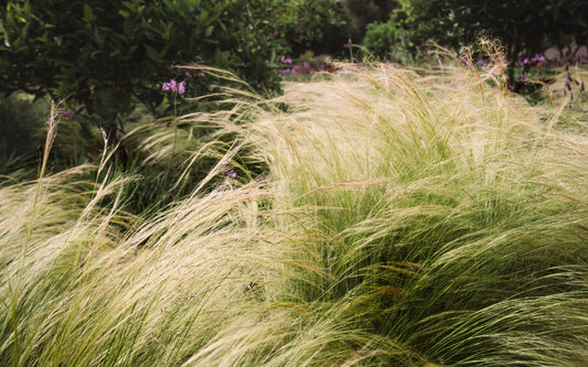 Stipa tenuissima 'Ponytails' 9cm/3L
