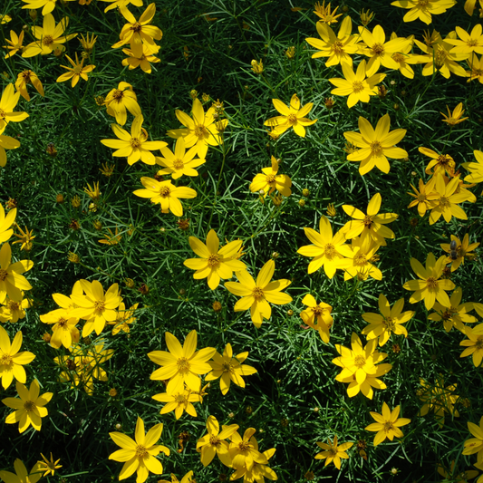 Bidens (9cm)