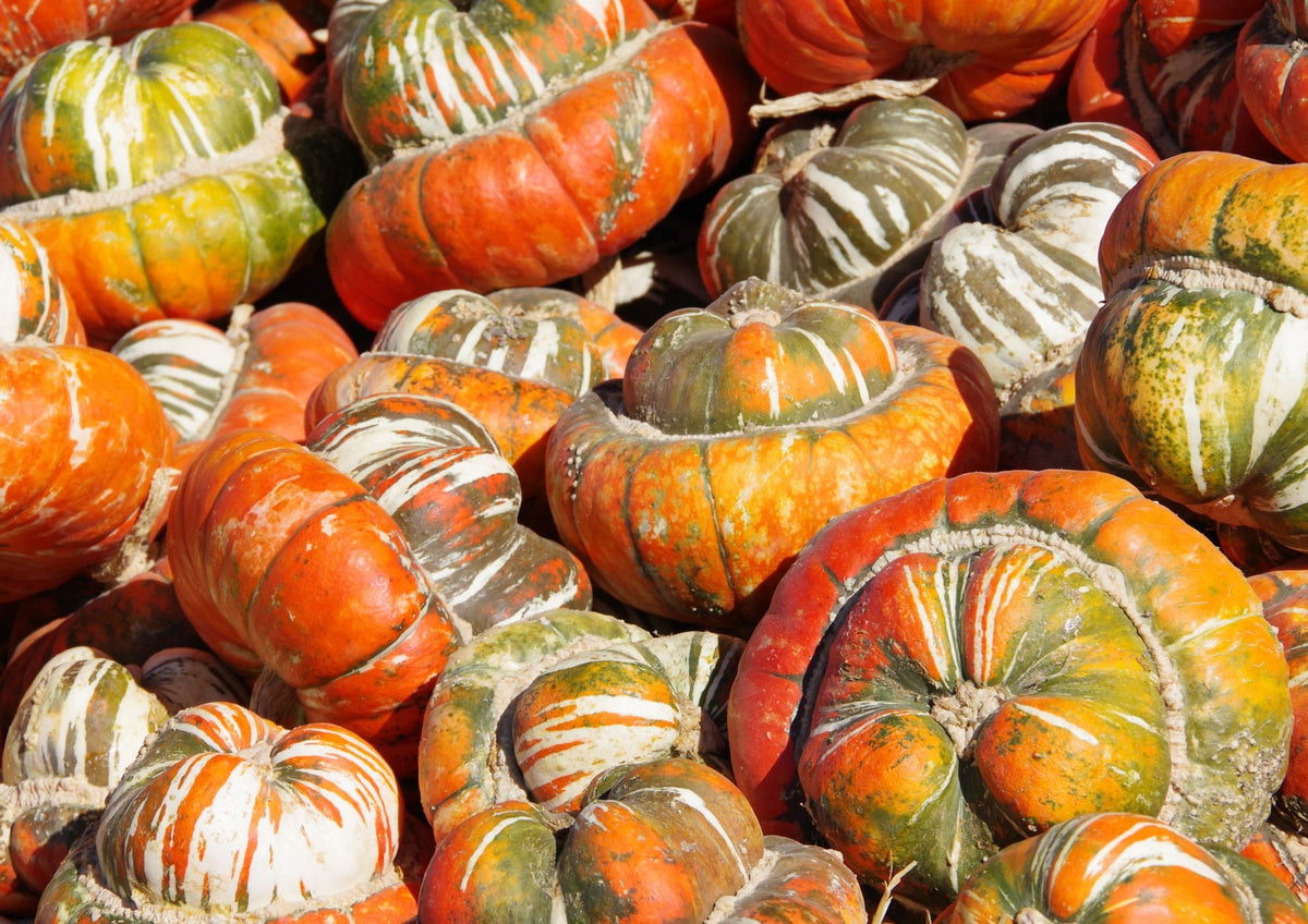 Squash Turks Turban