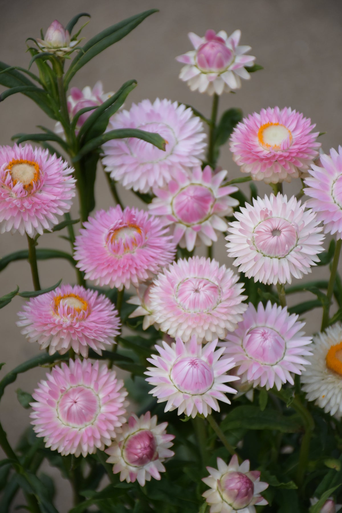 Strawflower Silvery Rose