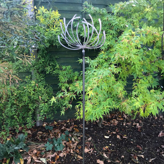 PoppyForge Clematis (pack of 3)