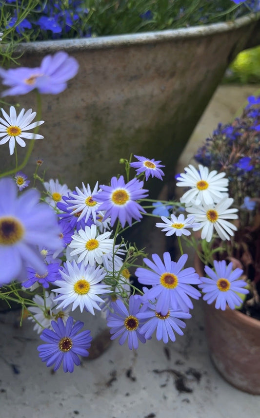 Swan River Daisies Mixed