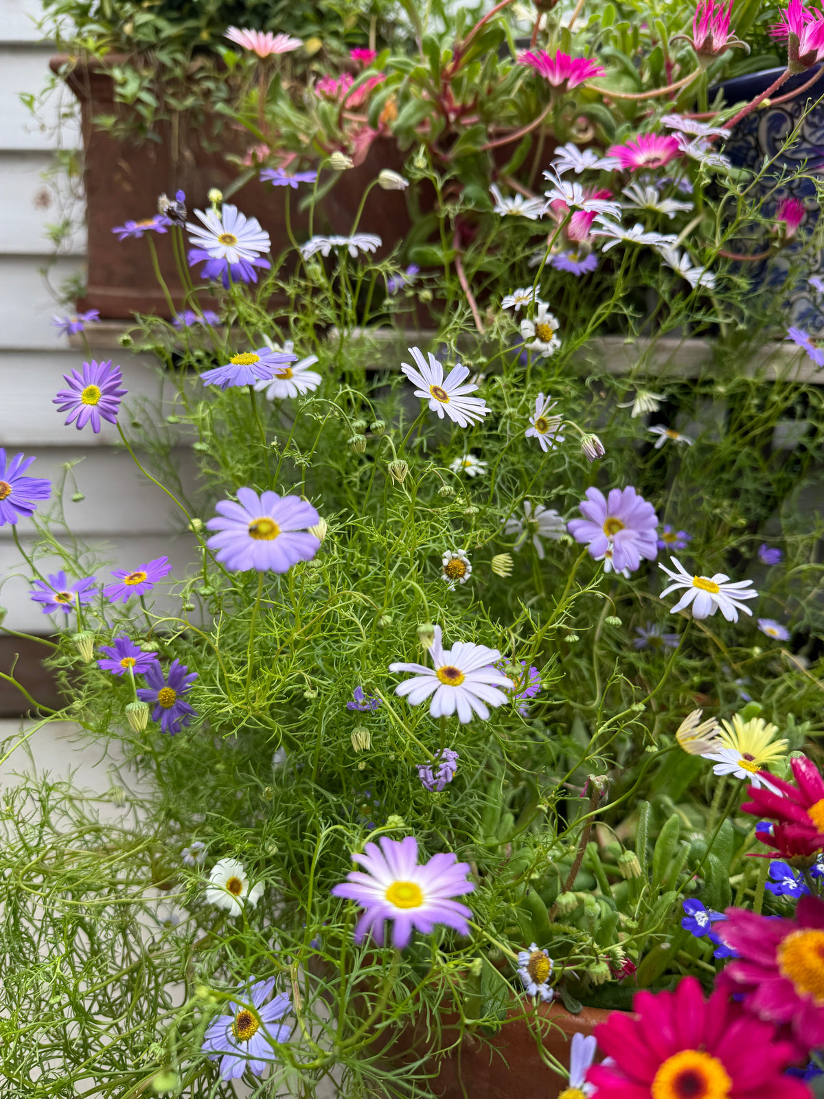 Swan River Daisies Mixed