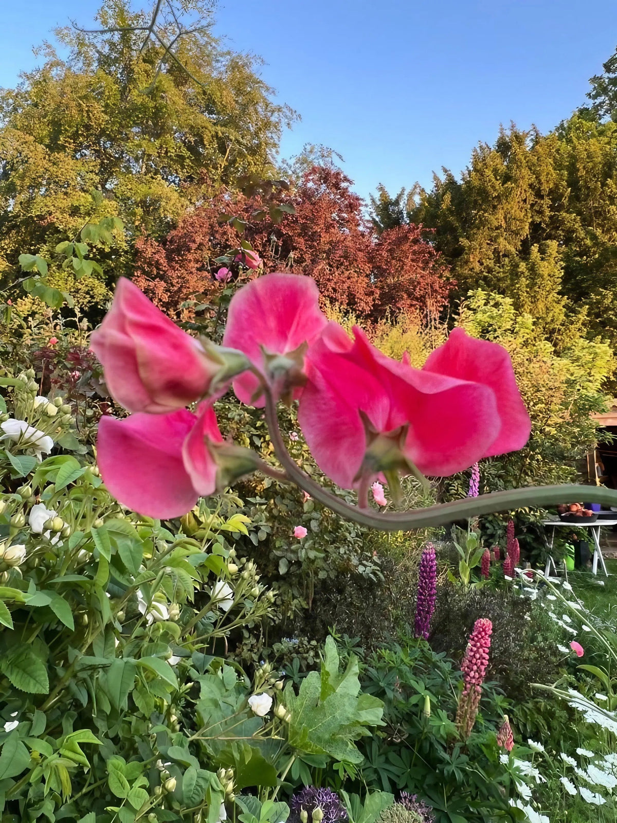 Sweet Pea Mammoth Rose Pink