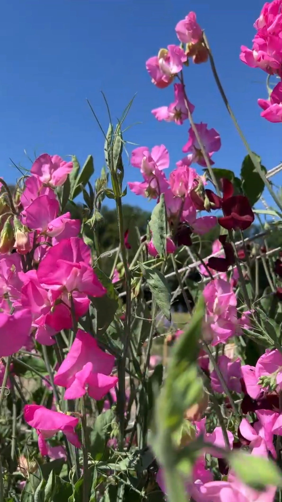 Sweet Pea Parfume Millennium