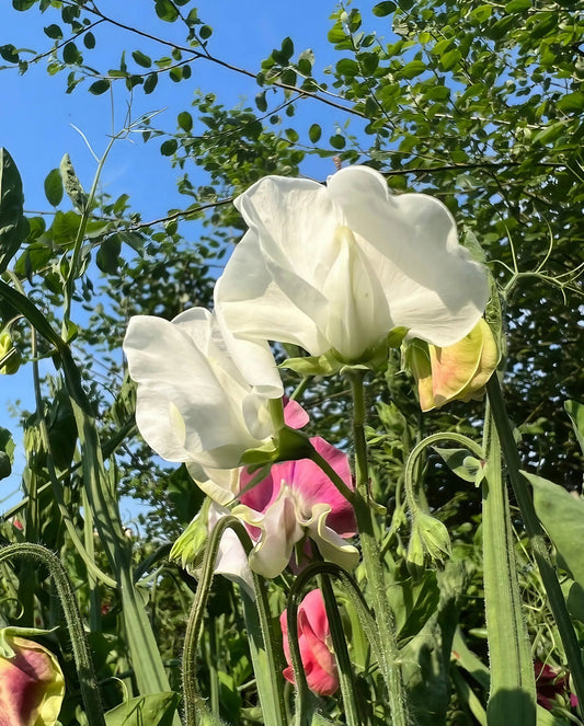 Sweet Pea Swan Lake