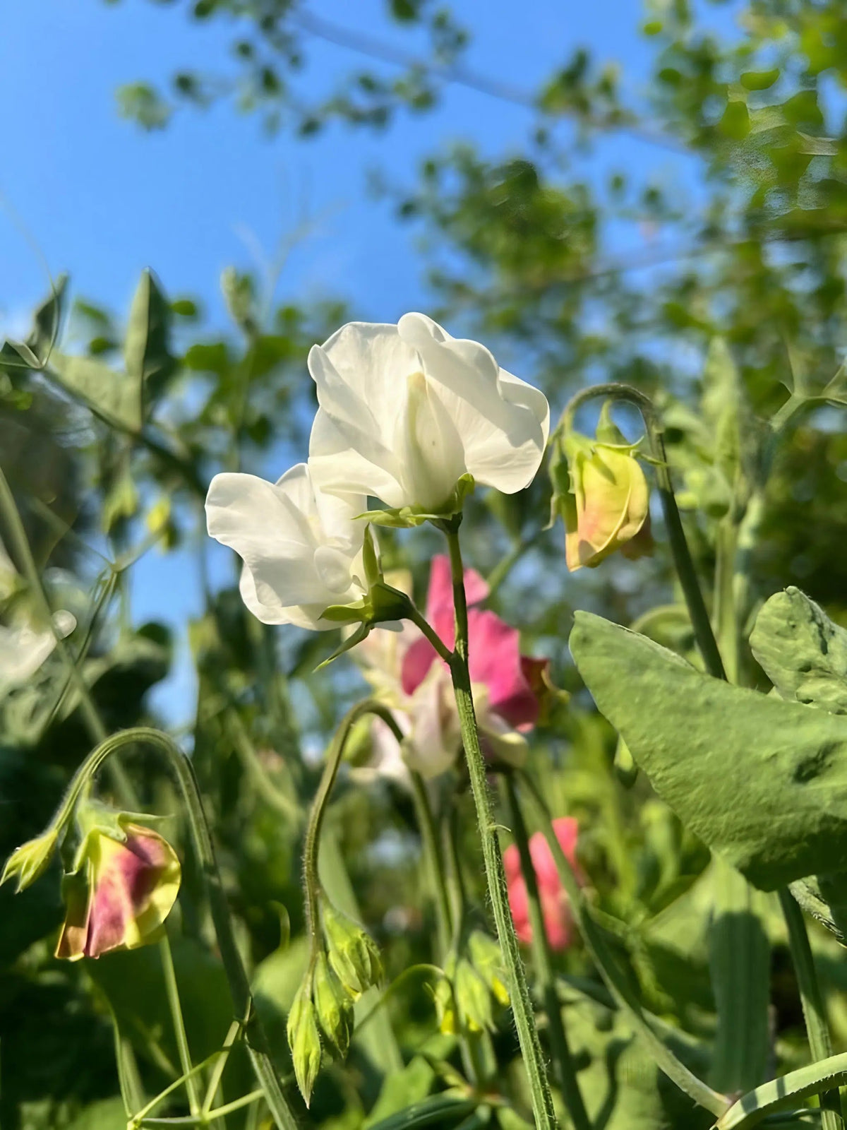 Sweet Pea Swan Lake