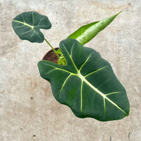 Alocasia micholitziana 'Frydek'