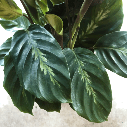 Goeppertia louisae 'Maui Queen' syn. Calathea louisae 'Maui Queen' (Prayer Plant)
