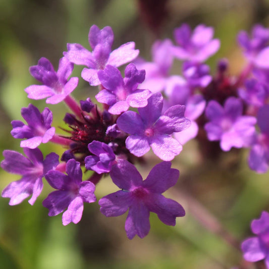 Verbena 'Rigida' 9cm/1.5L/2L