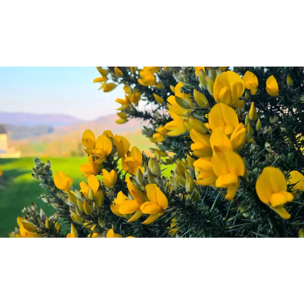 Wild Irish Gorse - Atmospheric Tin Soy Candle