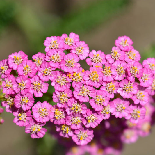 Achillea 'Summer Pastels' 9cm