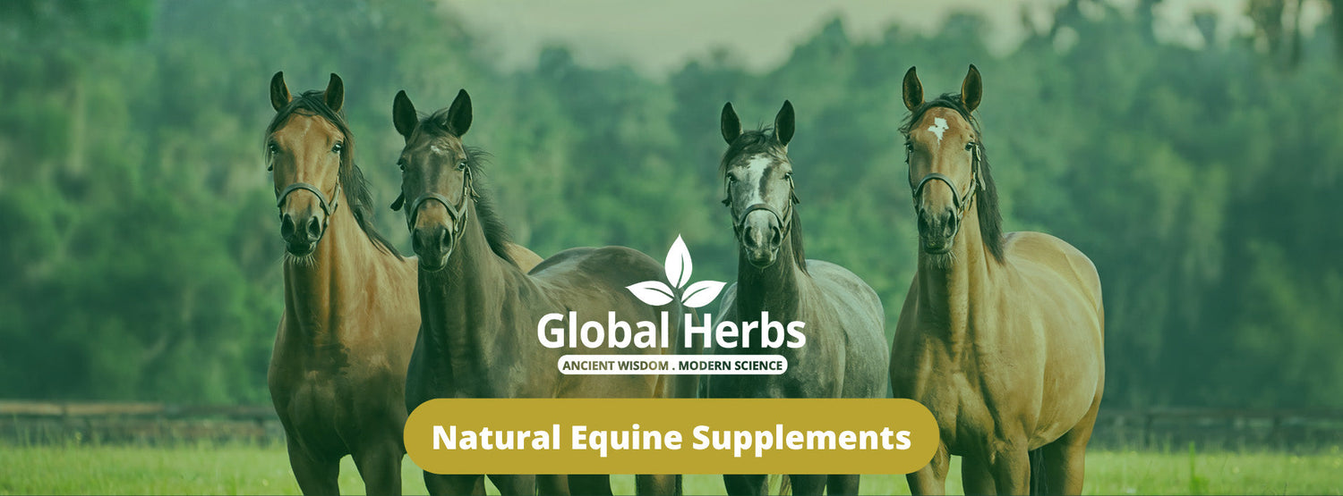 The Foalyard - Global Herbs Natural Equine, Canine & Poultry Supplements