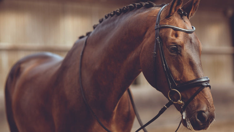 The Foalyard - Horse Straights Direct Supplements Premium Equine Nutrition