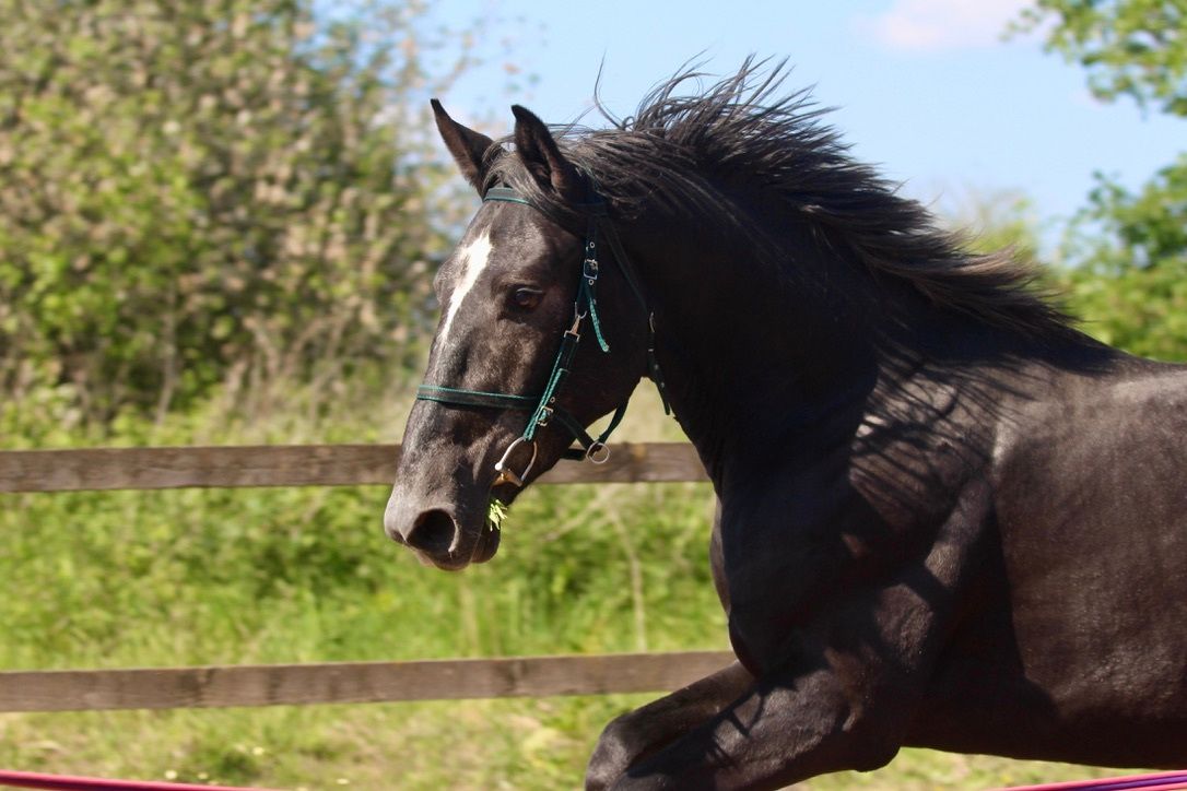 The Foalyard - Libbys Horse Tack and Dog Leads affordable and British made