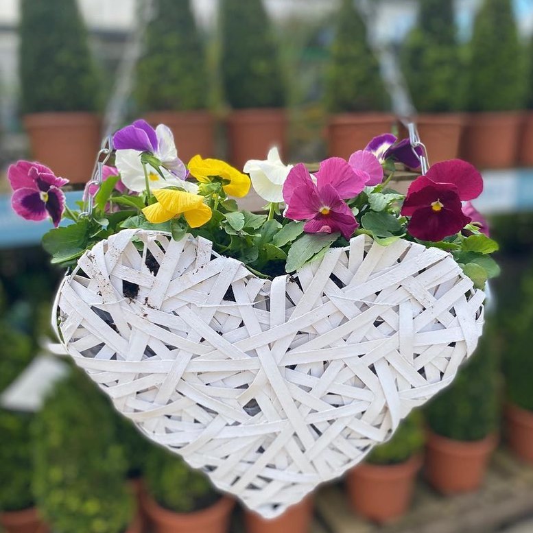 The Foalyard - One Click Plants - Premium Garden Plants & Trees Delivered Nationwide