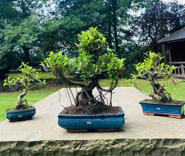 The Foalyard - Yorkshire Bonsai Trees and Pots Premium Bonsai Collection
