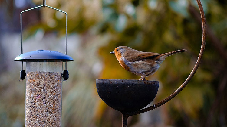 The Foalyard British Made Solid Steel Bird Feeders