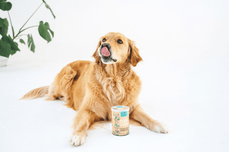 Golden Retriever with Gizzls Itchy & Scratchy natural dog treats