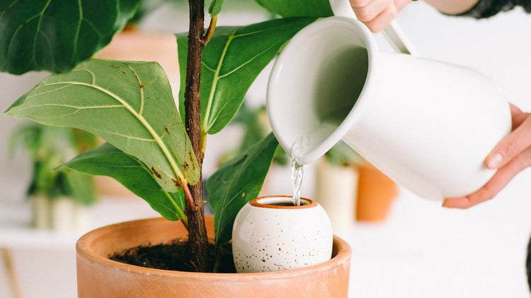 Water poured from a white jug into a speckled white Pepin olla in a terracotta pot with a fiddle-leaf fig