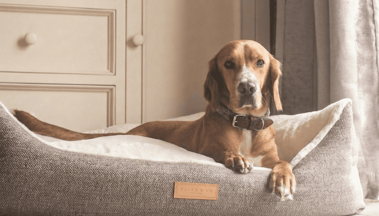Ralph & Co luxury herringbone dog bed with dog