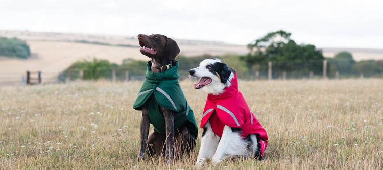 Two dogs wearing Swish Dogs waterproof dog coats in a countryside field