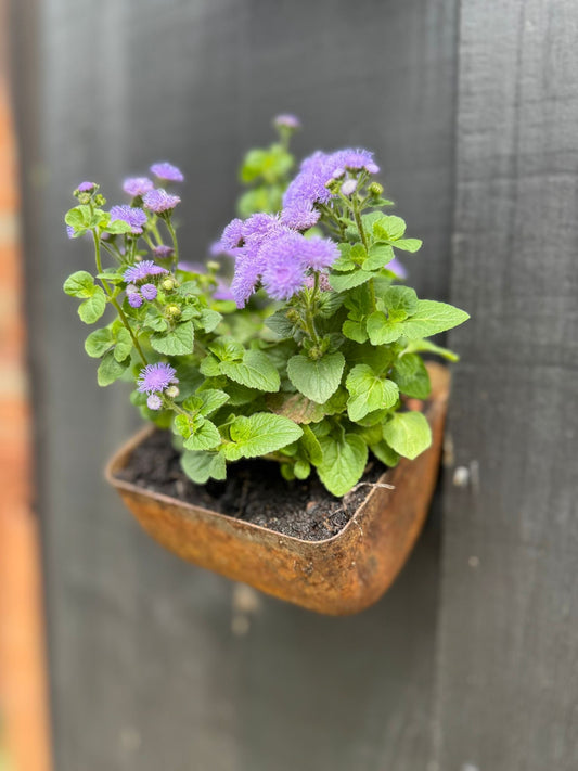 Vintage Rusty Metal Wall Mounted Planter / Herb Planter / Plant Pot Fence Decor