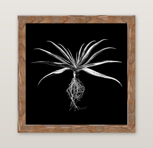 David Ballam - Aloe 01