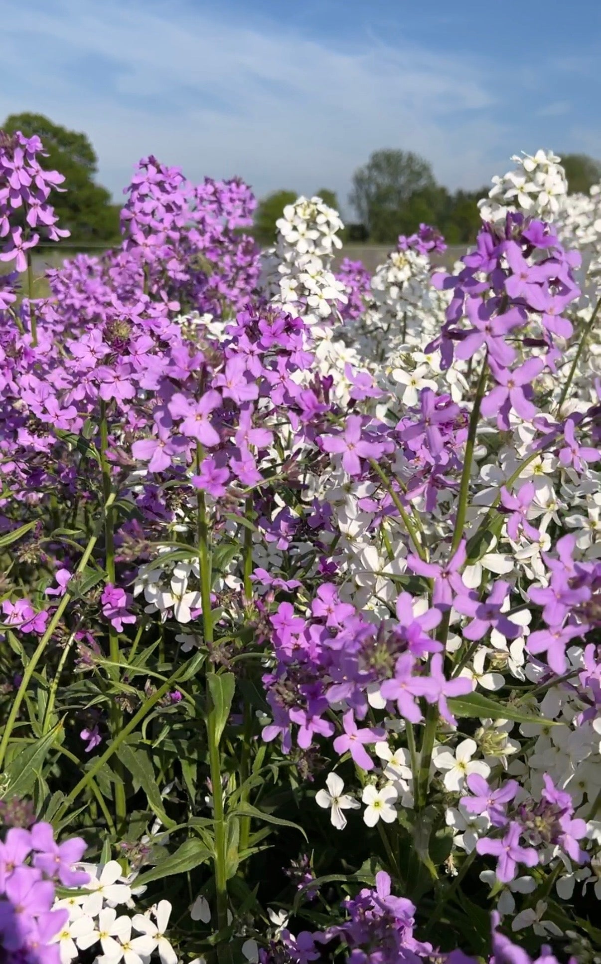 Hesperis MIxed