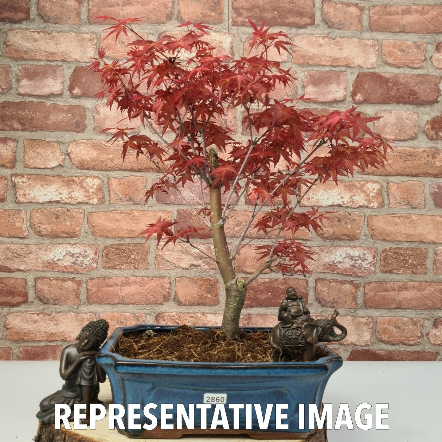 Japanese Maple (Acer) Bonsai Tree | Deshojo Informal Upright | In 25cm Pot