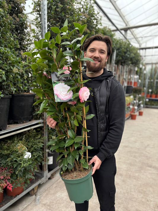Camellia 'Desire' 9cm / 5L