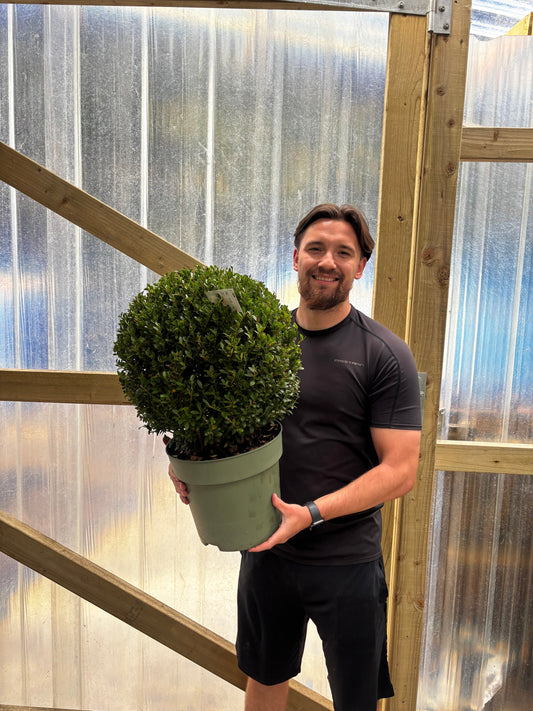 Ilex crenata 'Jenny' Ball
