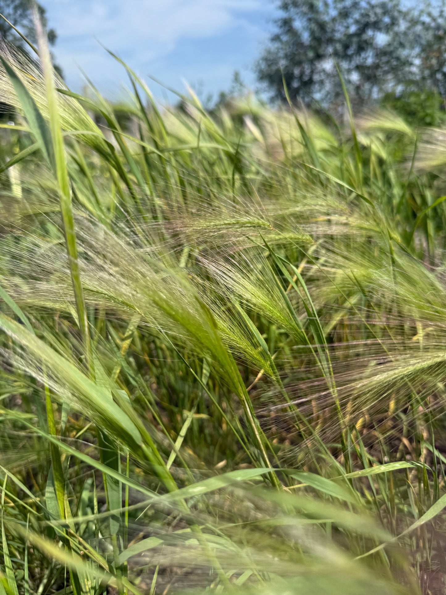 Foxtail Barley (Hordeum Jubatum)