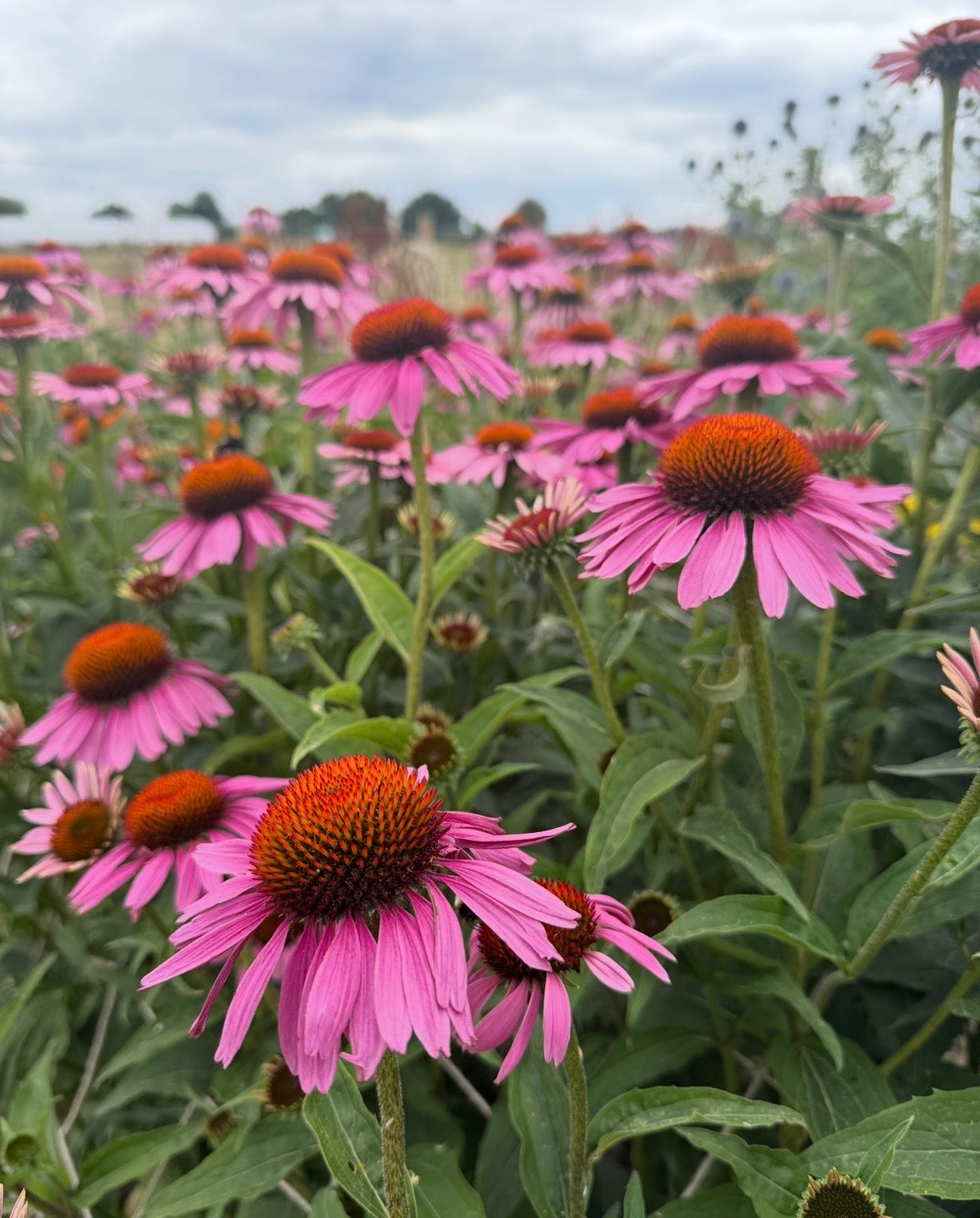 Echinacea Purple Coneflower