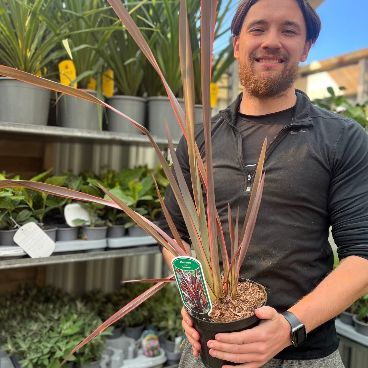 Phormium 'Sundowner' 2L (40-50cm including the pot)
