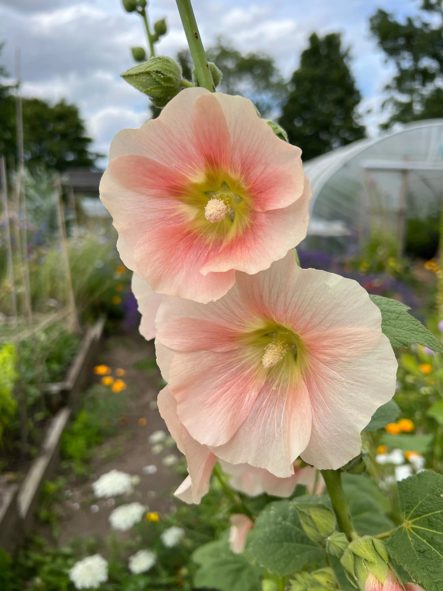 Hollyhock Bishy Barnabee Mix