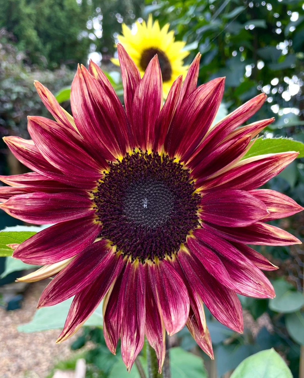 Sunflower Red Sun