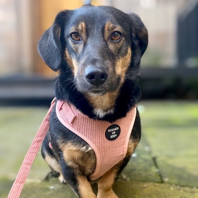 Peach Schnapps - Pink Corduroy Harness